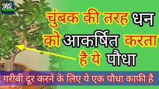 धन को चुम्बक की तरह आकर्षित करनेवाला पौधा🌿। दरिद्रता दूर करने के लिए ये एक पौधा काफी है। Vastu tips
