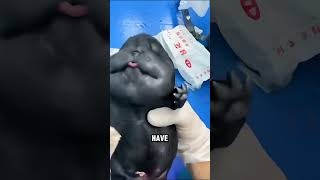 Chow Chows: The Fluffy Lion of the Dog World #animals #cute #shorts