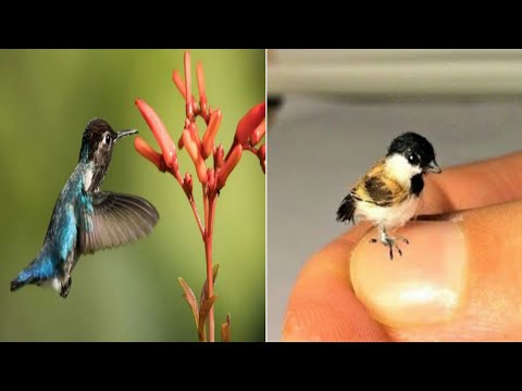 Top 10 Smallest Birds in the world | 10 Smallest birds #beehummingbird #Costa'sHummingbird #10Birds