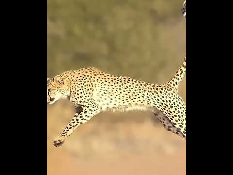 Cheetah is the top speed fastest animal in the world #Short #Cheetah #fattestanimal