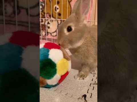 ボールが大好きだった若い頃の愛兎ラッキー【うさぎがいた生活】 #うさぎ #rabbit