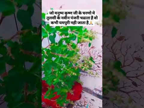 कृष्ण जी को तुलसी के नवीन पंजरी चढाने से पाप नष्ट होता है🙏🙏 #upay #hindufestival #indianfestival