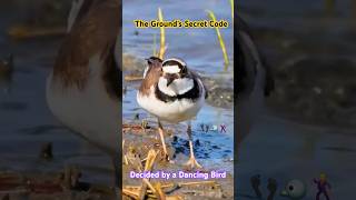 Why This Bird Tap Dances on the Ground #LittleRingedPlover #BirdBehavior #NatureDocumentary