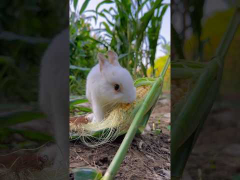 Bunny's Sweet Corn Snack Time! 🌽🐰 #trending #video #shorts #rabbit #cute #viralvideo #corn #funny