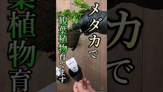 水でめちゃくちゃ育ちます