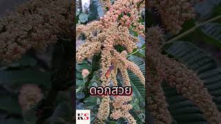 ลักษณะดอกลำใยคริสตัลเป็นแบบไหน? #มาดูกัน #farming #nature