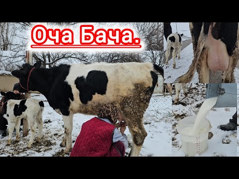 ОЧА БАЧА ЗОТИ ШИРИ 13 ЛИТР ШИР 23 -ЯНВАР