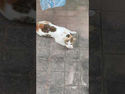 Cat Meow