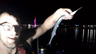 Sib Fishing live talk show!!