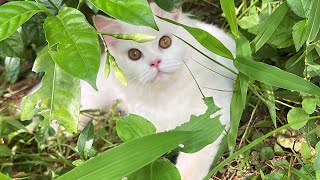 Simbu n aaj marry ko tang krdiya #shorts #youtubeshorts #shortsfeed #petshub#shortvideo #pets#video