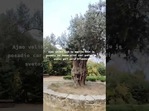 Maslina cara Dusana Sveta Gora Hilandar