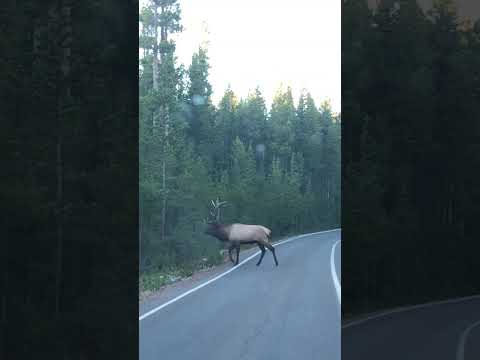MASSIVE Bull Elk in Yellowstone Crosses in Front of Our Car