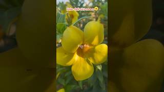 Yellow Bells♥️ #yellowbell #flowers #shorts #shortsfeed #fyp #foryou #reels #happyminds