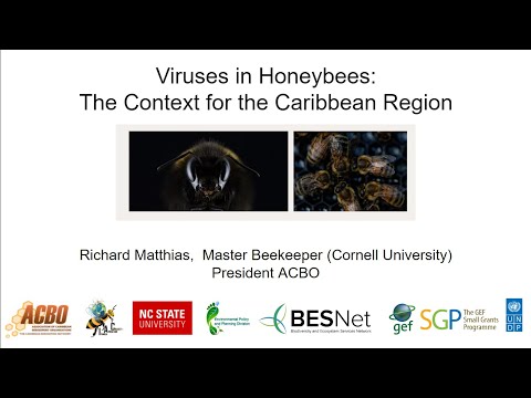 Discussion on viral load analysis in honey bees in the Caribbean.