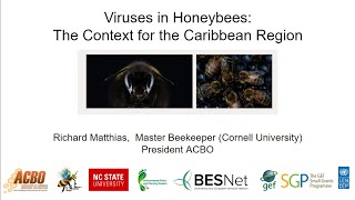 Discussion on viral load analysis in honey bees in the Caribbean.