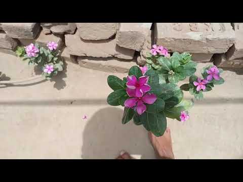 , yah dekhiae Sadabahar Ka Phool Hai