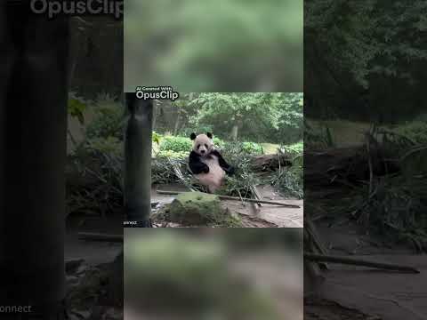Unbelievable Fails: Parking, Pandas, and Ski Lifts!