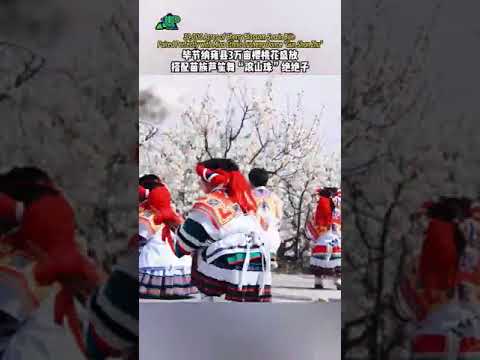 This is Nayong, Bijie, Guizhou! 贵州毕节纳雍县厍东关乡，3万亩玛瑙红樱桃花全开啦！漫山遍野的花海配上苗族芦笙舞“滚山珠”，绝！📸 快来打卡，错过等一年！