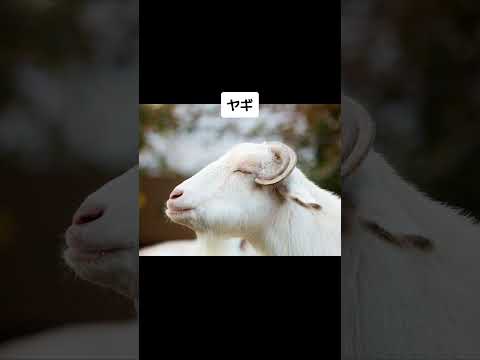話を聞いてくれそうな動物 #shorts #wisdom