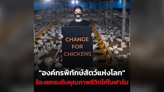 "องค์กรพิทักษ์สัตว์แห่งโลก" ร้องร้านไก่ทอดดังยกระดับคุณภาพชีวิตไก่ในฟาร์ม หลังพบอยู่อย่างทรมาน