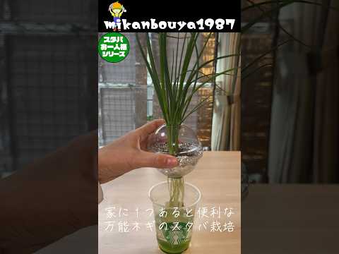 [I want one for every household] Hydroponic cultivation of versatile green onions at Starbucks #h...