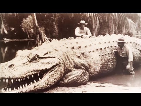 Evolution of Crocodiles