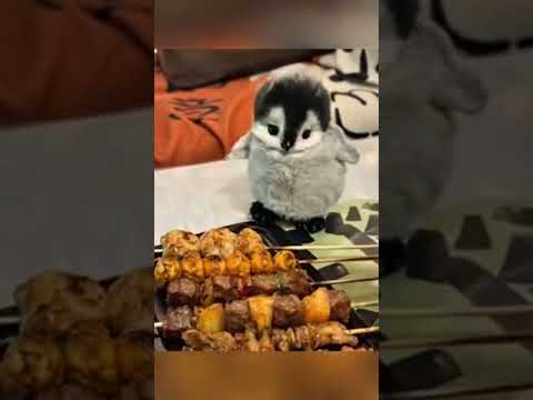 It must be delicious when baked! Just kidding #cute #adorable #penguin #babyanimals #cuteanimal