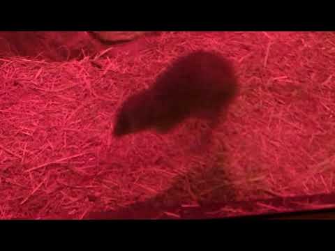 Bettongs at DC Zoo
