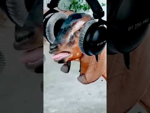 bakari ki main main aawaj #shorts #viral #goat #youtubeshorts #ytshorts #trendingshorts