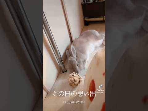 2年前の愛兎ラッキー　TikTokから #rabbit #うさぎ