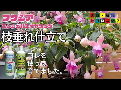 実践・栽培・どうなるの？【夏の花】ハイポネックスさんのリキダスを使ってフクシアの枝垂れ仕立てにしてみました【フクシア】植え方・育て方・育ち方【花苗・園芸】