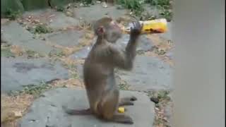 Funny Animals Compilation | Best of animals | Funny pets