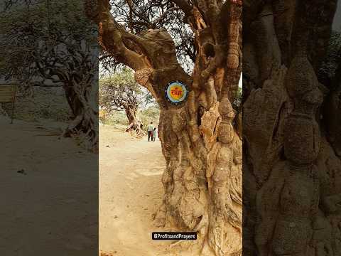Vrindavan, Govardhan Parikrama #shorts #reels #kartikmass #vrindavan #iskcon #iskcontemple