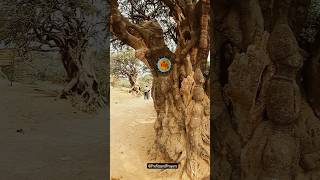 Vrindavan, Govardhan Parikrama #shorts #reels #kartikmass #vrindavan #iskcon #iskcontemple