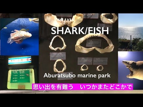 【油壷マリンパーク】懐かしい思い出。53年間お疲れ様でした。SHARK/FISH