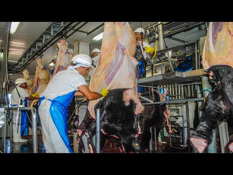Incredible humanely cattle, turkey & sheep slaughter processing line. Modern farming equipment