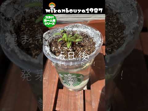 スタバカップdeスイスチャードの水耕栽培  #家庭菜園 #水耕栽培 #スタバ