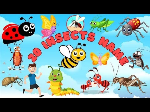 Insects Name In English | 20 Insects Name With Urdu And Hindi Meanings | کیڑے مکوڑوں کے نام