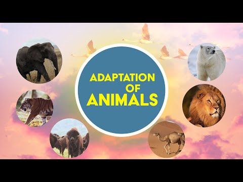 ICSE/SCIENCE/CLASS 4/ADAPTATION OF ANIMALS.
