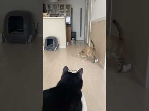 韓国フェアは長期間やってました #猫 #cat