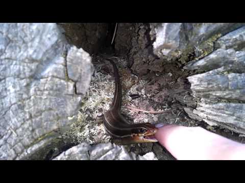 Lizard Tries Eating My Finger!
