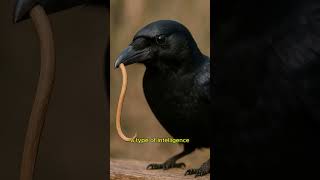 Are crows smarter than you?