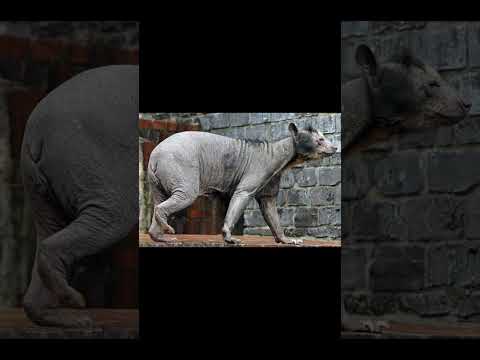 あなたが認識できない動物 Animals you do not recognize #shorts #tiktok #wisdom