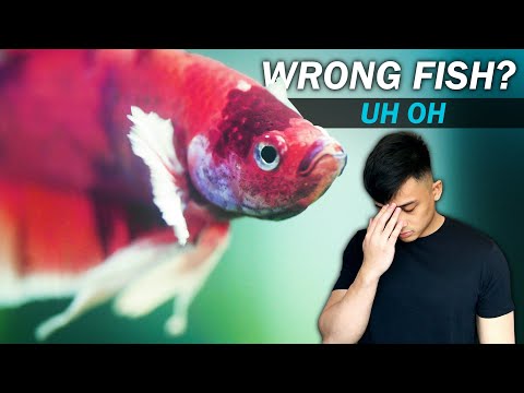 10K SUB GIVEAWAY! | They shipped the wrong betta fish! Unexpected DOUBLE unboxing (fish room vlog)