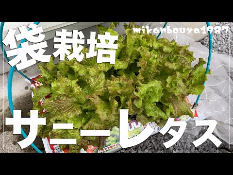 【大量】【どこでも大丈夫！】サニーレタスを袋のままでたくさん育てる方法！｜袋栽培