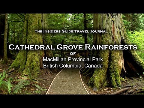 Cathedral Grove Rainforests on Vancouver Island HD