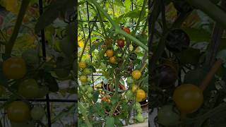 #tomato#garden#food#healthy