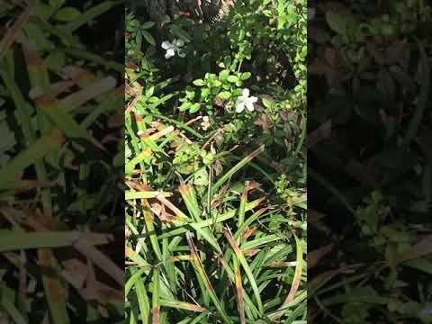 Nothing just a bee.