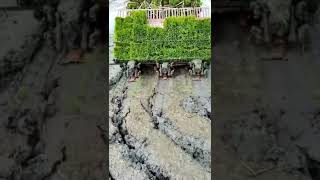 amazing technology for farming #technical #technology #techworld #ingineering #inovation #shorts