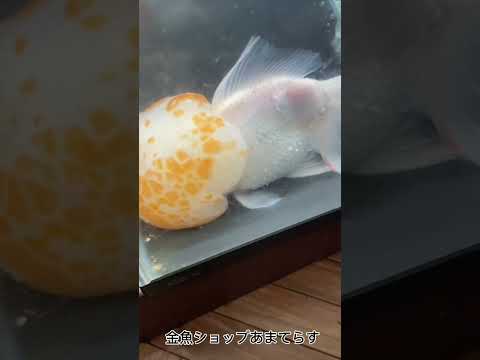 誰か助けて下さい！僕はいろんな理由で飼えなくなった魚を引き取っています。ですが経営が難しくどうしていいかわからないです。なんでもいいので皆様のご意見を下さい！ #金魚 #助けてください